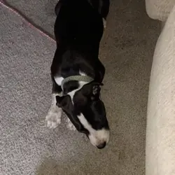 Pitbull puppy 14 weeks old