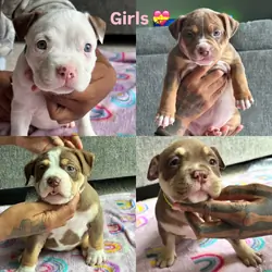 We have 10 beautiful American Bully puppies availa