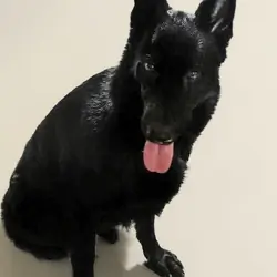 AKC German Shepherd Puppies!!