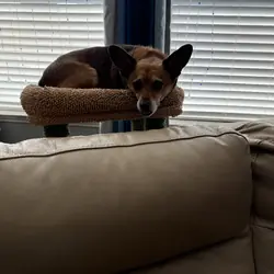 Deer Chihuahua