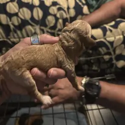 Toy poodle