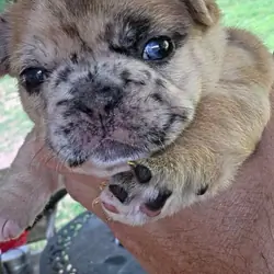 French bulldog puppies