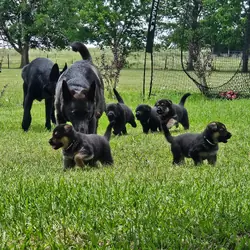 AKC German Shepherd Puppies