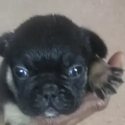 French bulldog