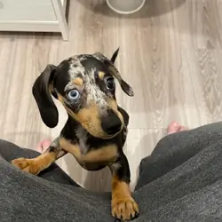 Adorable Mini Dachshund Puppies – Big Personality