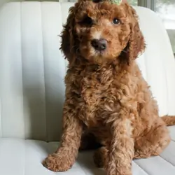 Goldendoodles
