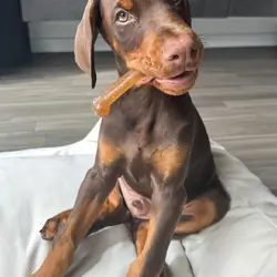 Majestic Doberman Puppies – Loyal Guardians