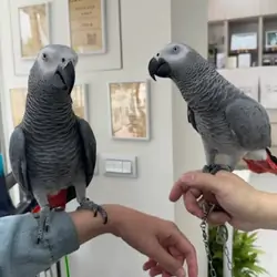 African Grey parrots Pair