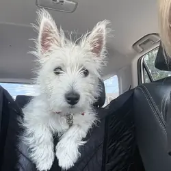 West highland terrier