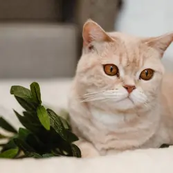 Scottish Straight Cat