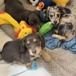 Mini Dachshund Puppies for Sale