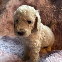 Nelly-Standard poodle