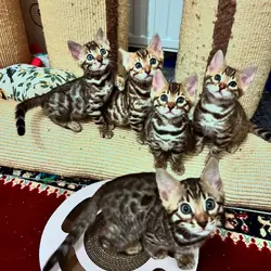 Sweet Bengal Kittens for new homes