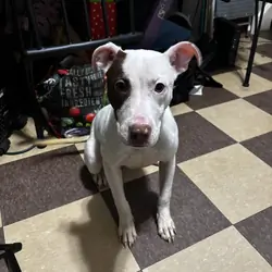 Mello (7 month old)