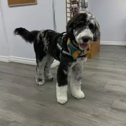 stanley male bernedoodle