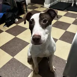 Oreo (7 Month old)