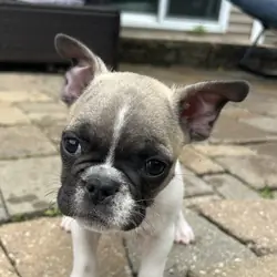 French Bulldog Mike & Greg