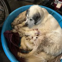 Great Pyrenees Puppies