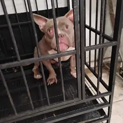 AMERICAN BULLY PUP
