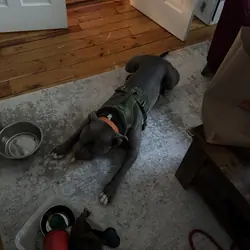 6 year old pitbull needs a new home