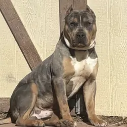 American Bully XL Puppies