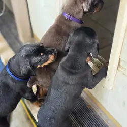 Doberman pinscher