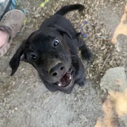 Lab pups