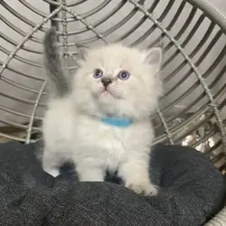 Siberian Kittens for sale near me
