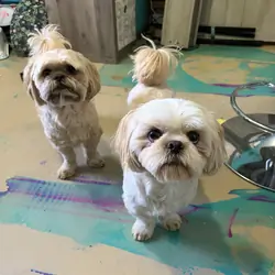 Imperial Shitzu’s 2 Male Liter Mates