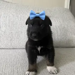 Cute Puppies !