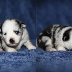 Pomsky puppies