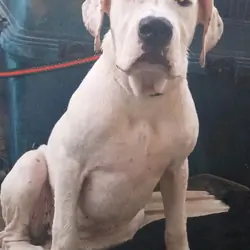Dogo Argentino