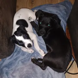 Sweet Little Boy Boy- Chiweenie mix