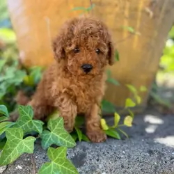 Toy Poodles
