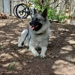 Norwegian Elkhound Puppies – Perfect Adventure