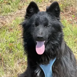 Black Shepherd Mix Puppy