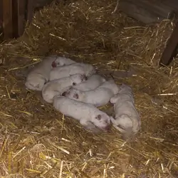 Purebred Maremma Sheepdog Puppies Available