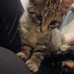 Kitten