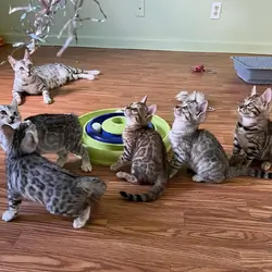 🐾 Stunning TICA-Quality Bengal Kittens – Healthy,
