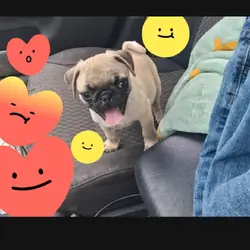 Pug