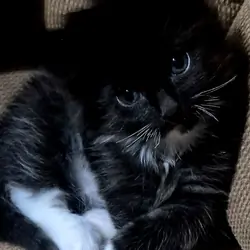Adorable kitten