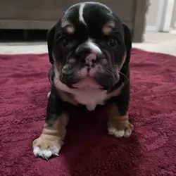 English Bulldog Puppy