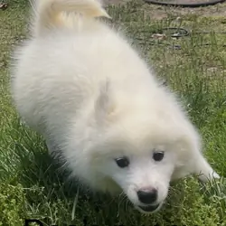 Male Samoyed puppies