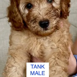 Mini Irish Doodle Puppies