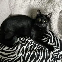 FREE to good home, Black 4 yr old female and fixed