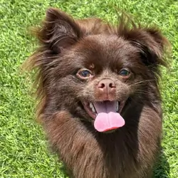 Purebred Smooth-Coat Chocolate Mi-Ki Male