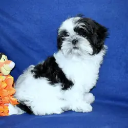 AKC Shih Tzu Boy