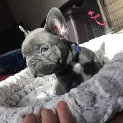 Adorable Blue French Bulldod puppies