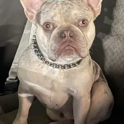 Merle Frenchie