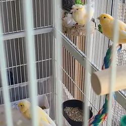 Canaries
